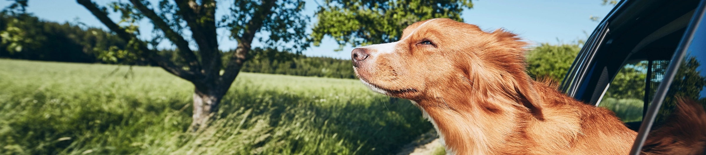 A dog sticking its head out of the car window