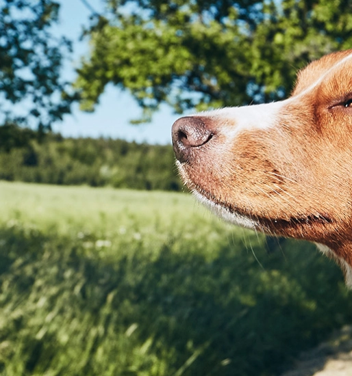 A dog sticking its head out of the car window