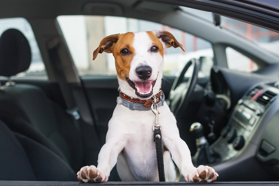 Hund i bil.jpg